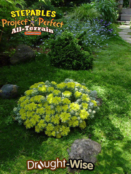 Sedum spathulifolium 'Cape Blanco'